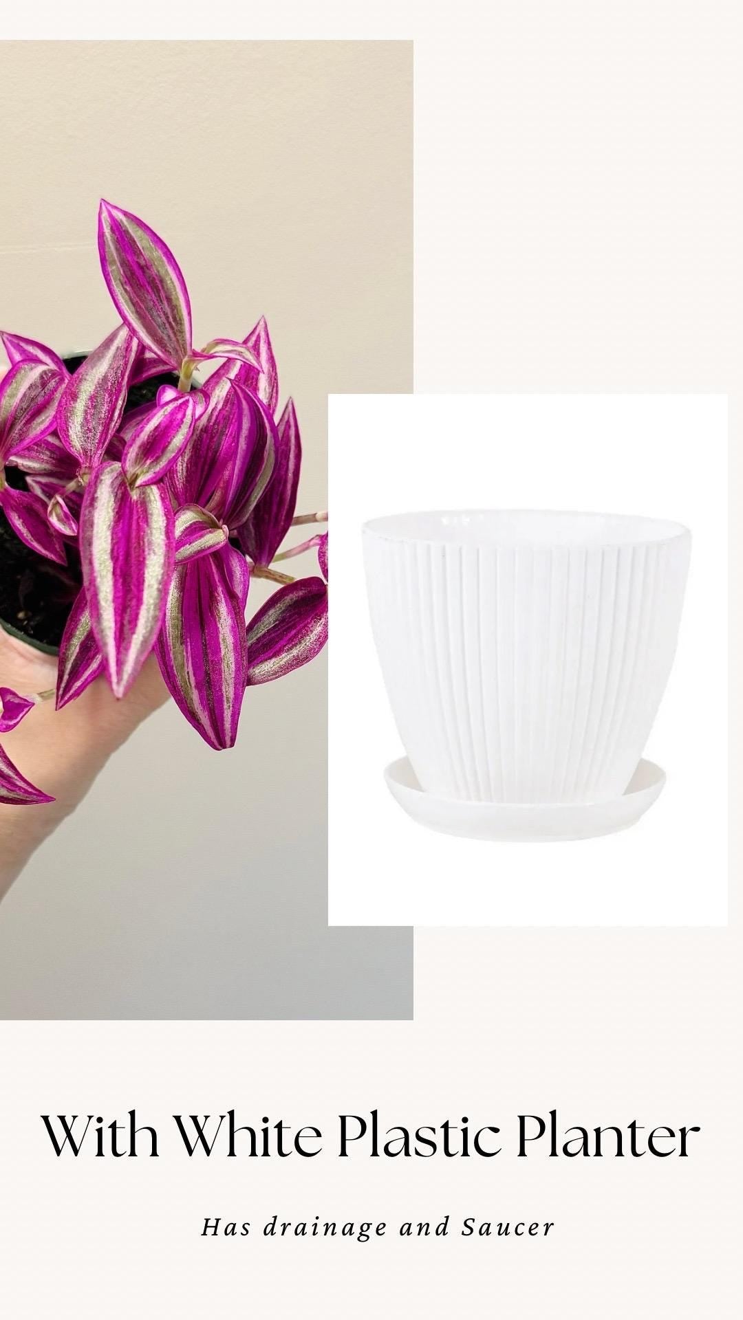 Tradescantia Pink Paradise Plant - 4” Pot - Live Plant - optional decorative pot