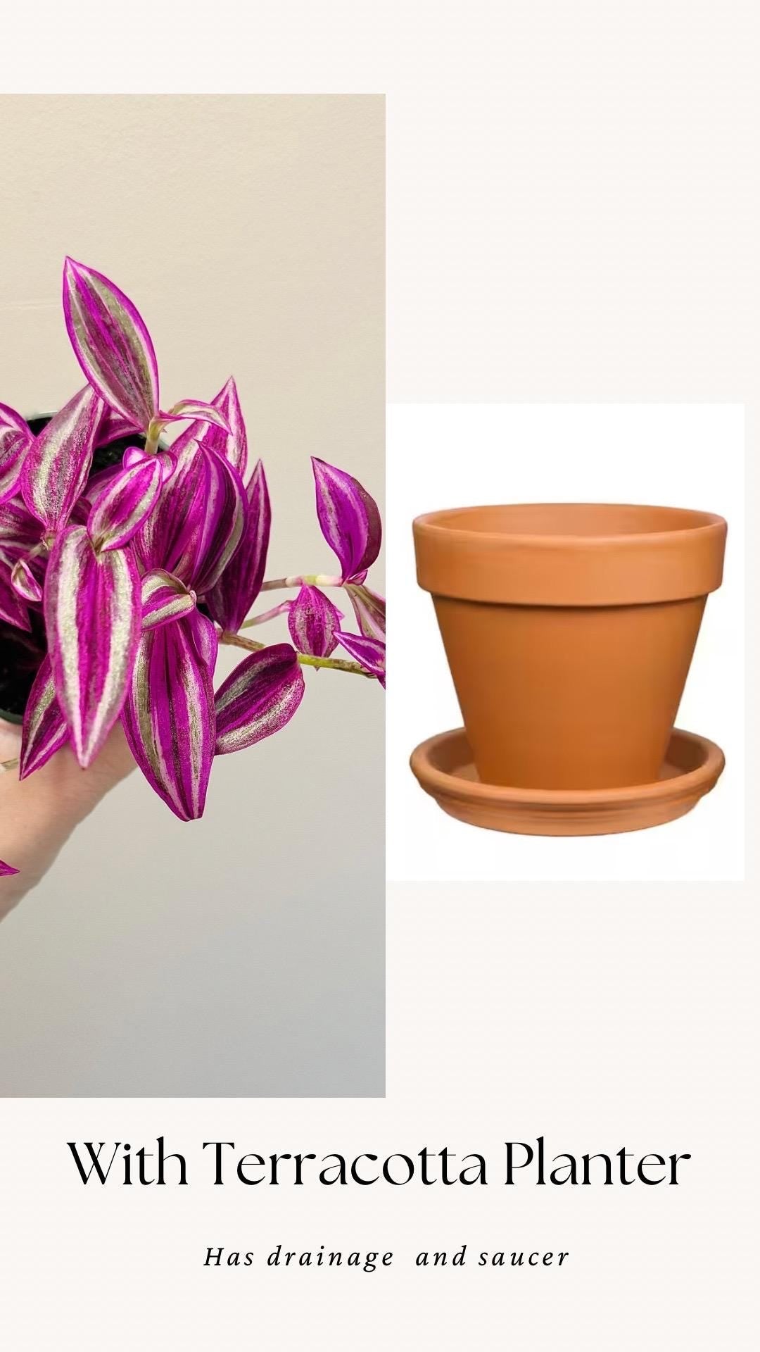 Tradescantia Pink Paradise Plant - 4” Pot - Live Plant - optional decorative pot