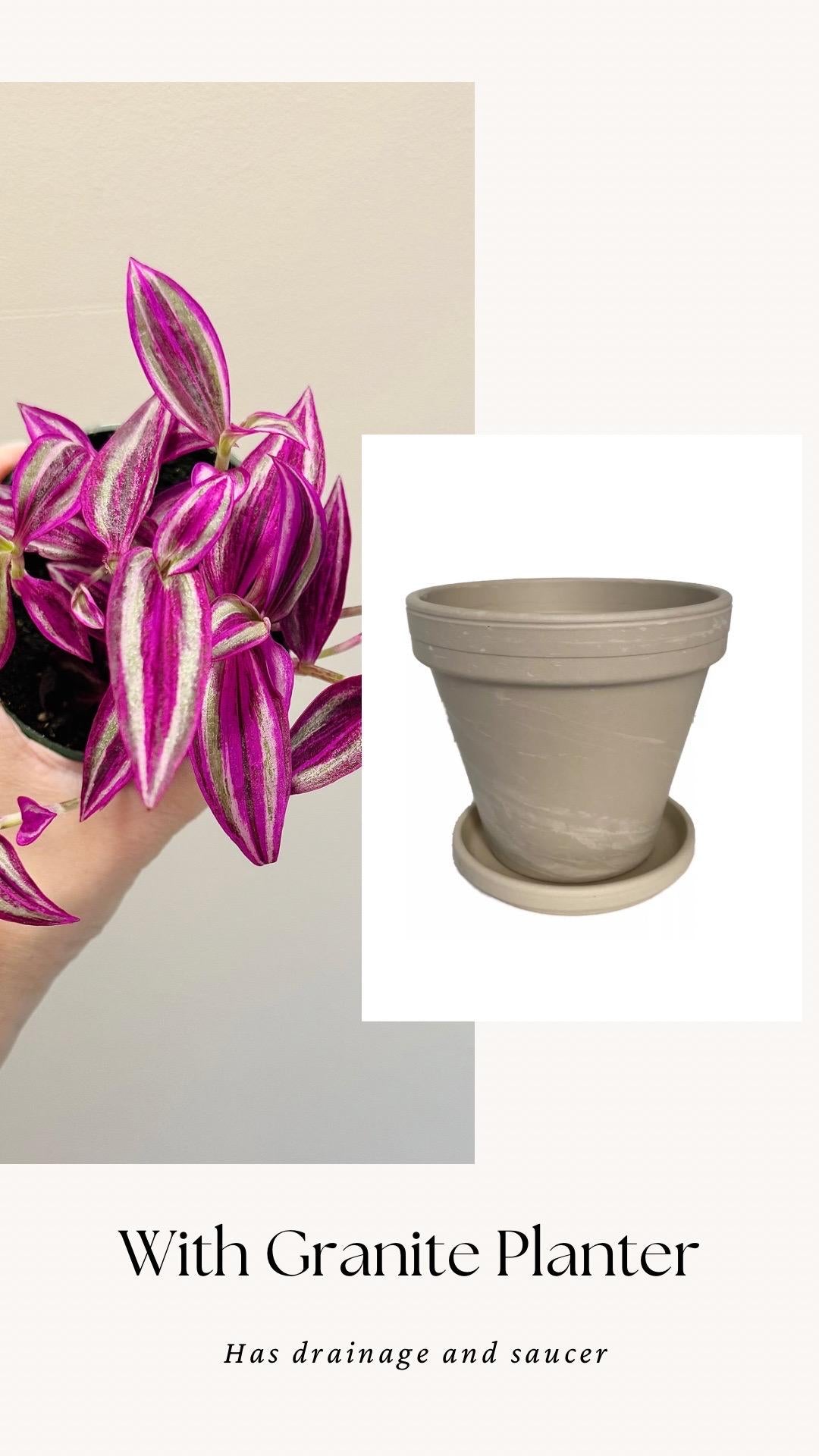 Tradescantia Pink Paradise Plant - 4” Pot - Live Plant - optional decorative pot