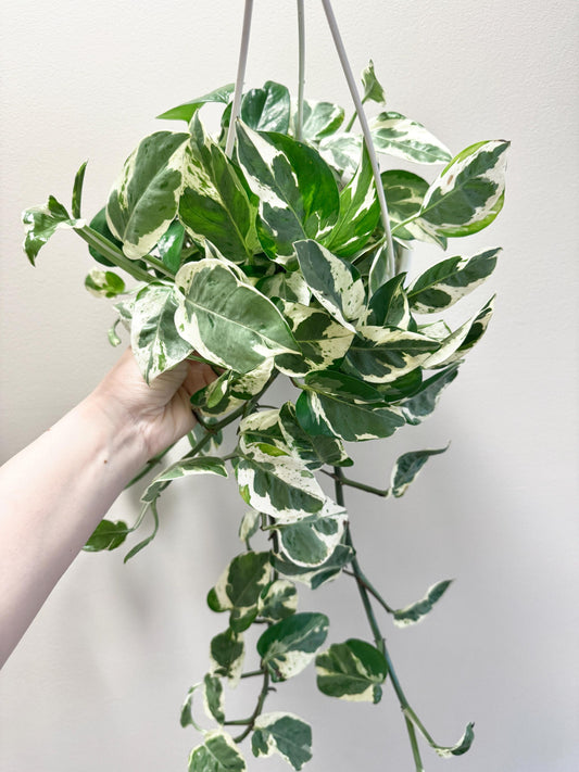 N'Joy Pothos Pearls and Jade Plant - Epipremnum Aureum - 6” Hanging Pot