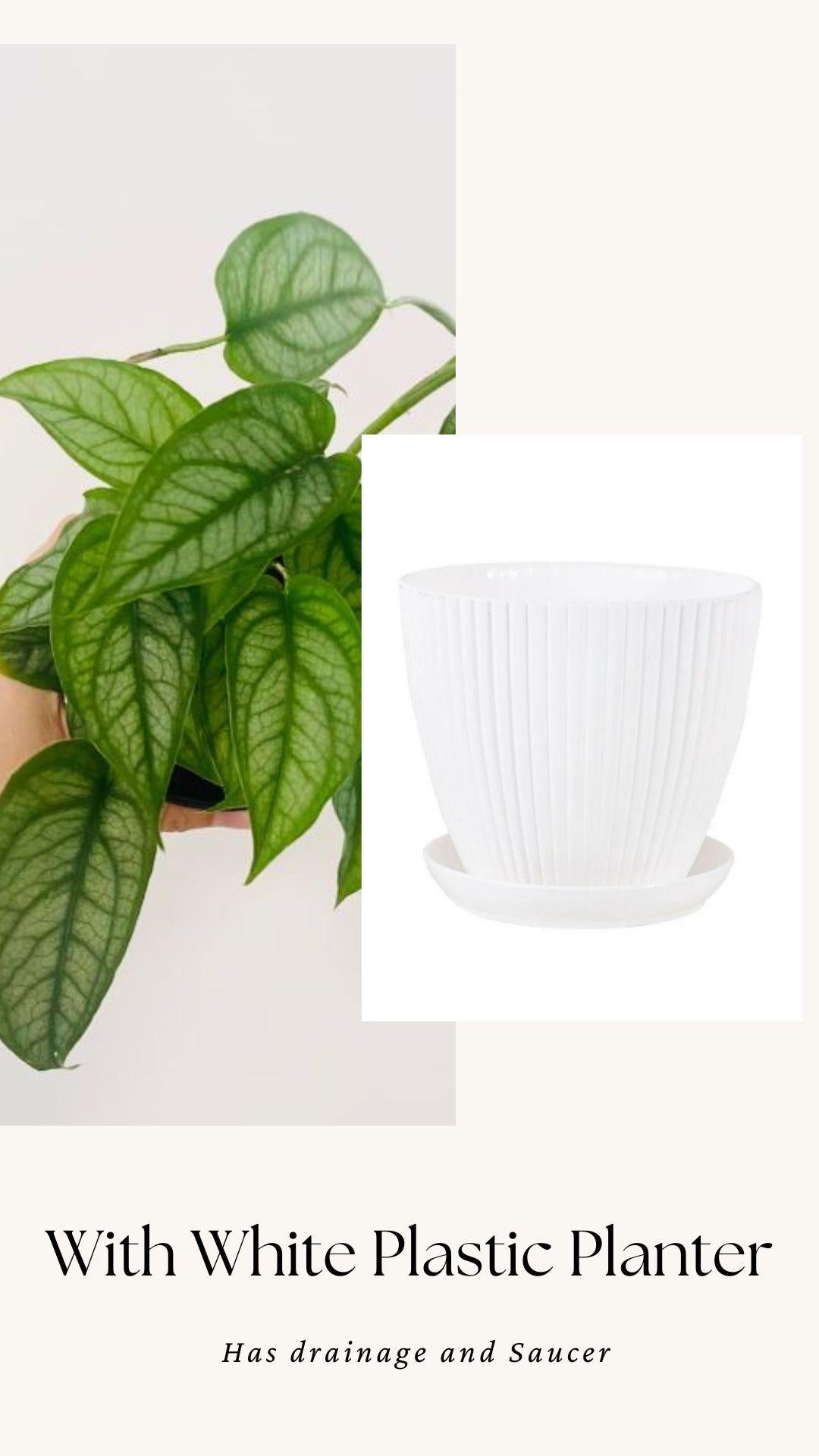 Monstera Siltepecana Plant - 4 inch Nursery Pot - Optional Decorative Pot
