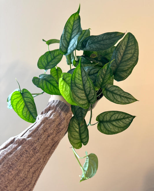 Monstera Siltepecana Plant - 4 inch Nursery Pot - Optional Decorative Pot