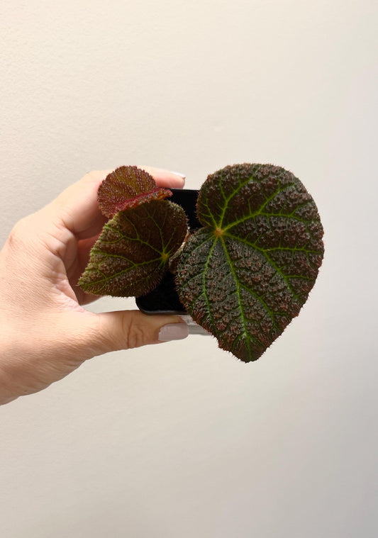 Begonia Chloroneura x Kui Flowering Plant - 3” Pot - optional decorative pot