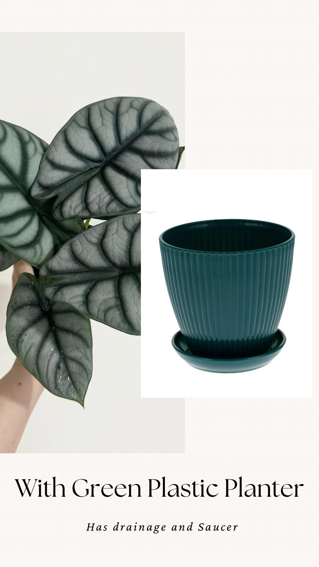 Alocasia Silver Dragon Plant- Live Plant 4" Nursery Pot