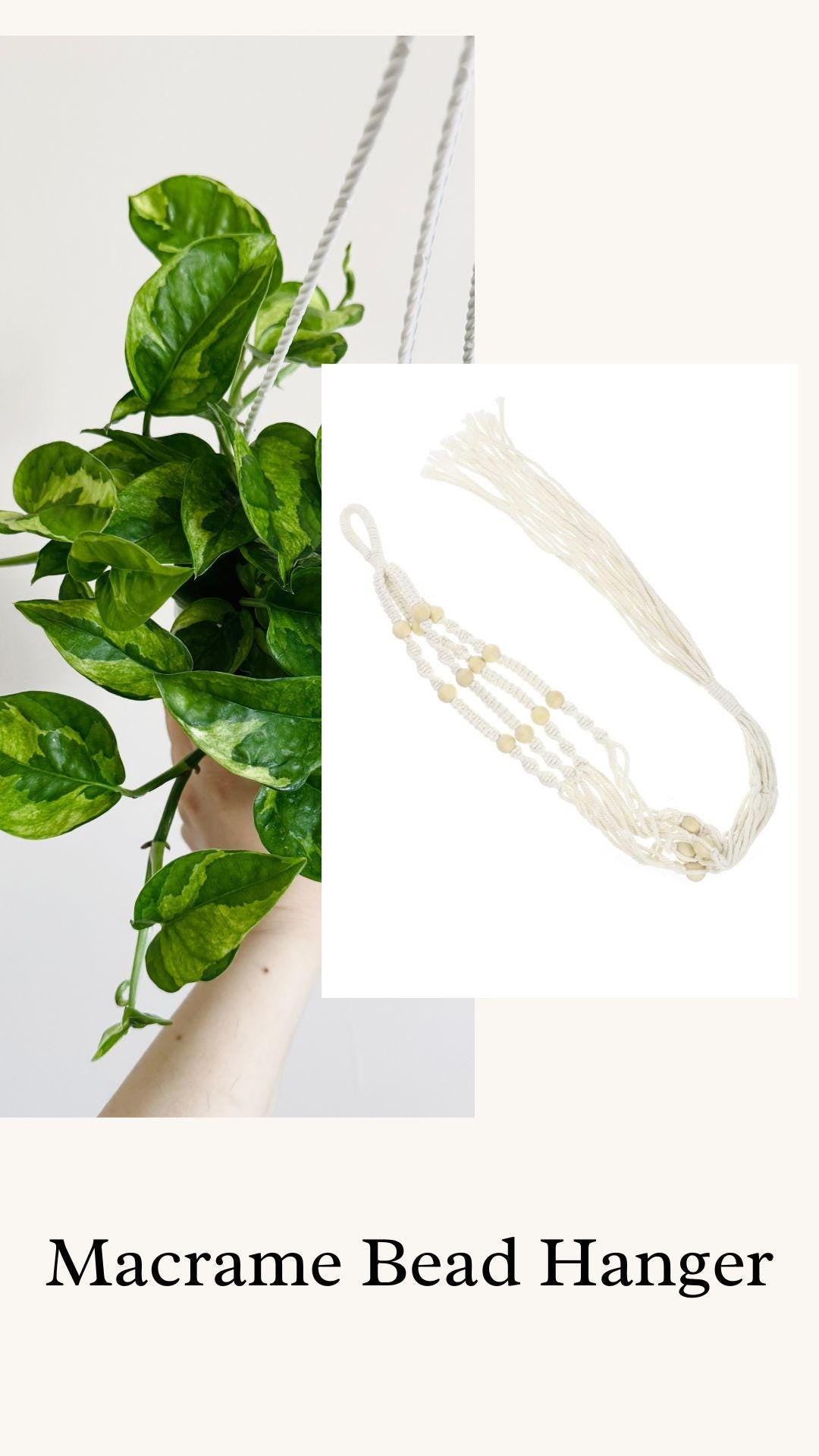 Lizard Queen Pothos Plant - Epipremnum Aureum - 4.5 Hanging Pot