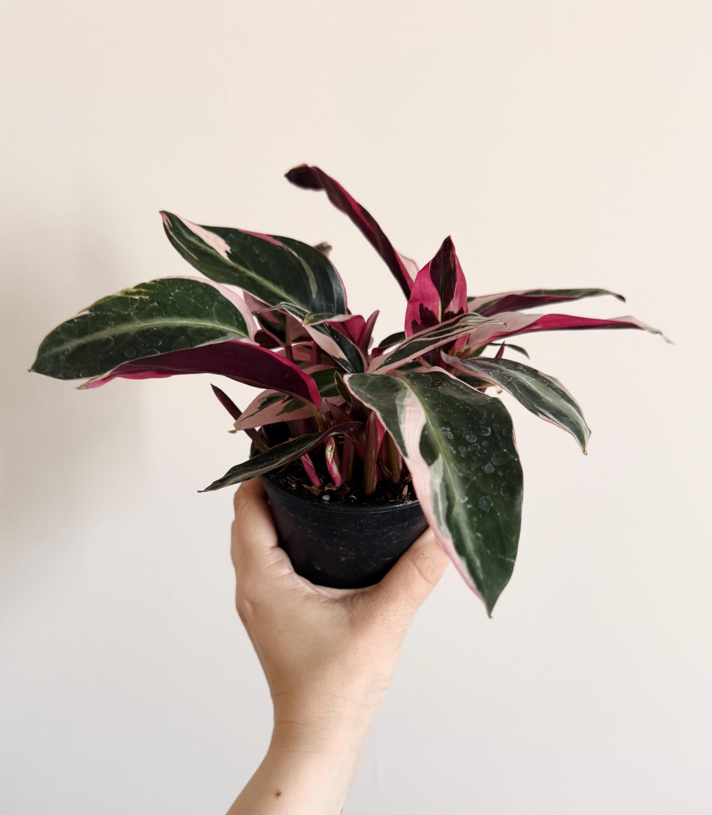 Stromanthe Triostar, Tricolor, Prayer Plant - Calathea Plant 4" pot