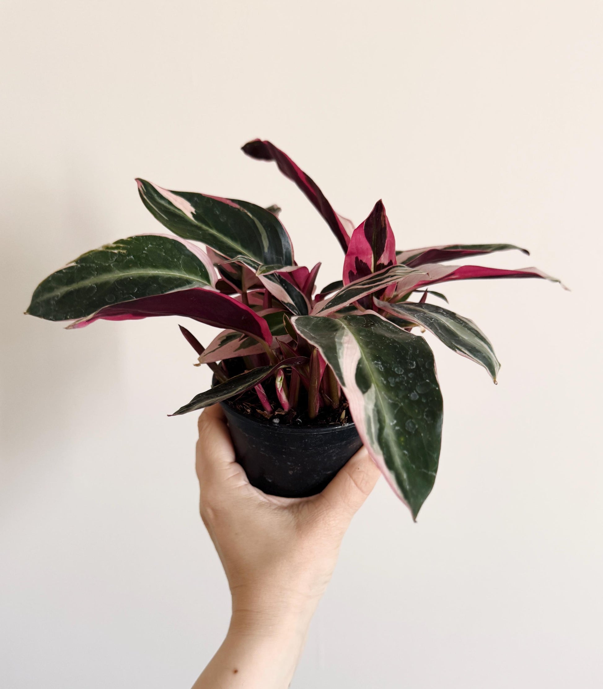 Stromanthe Triostar, Tricolor, Prayer Plant - Calathea Plant 4" pot