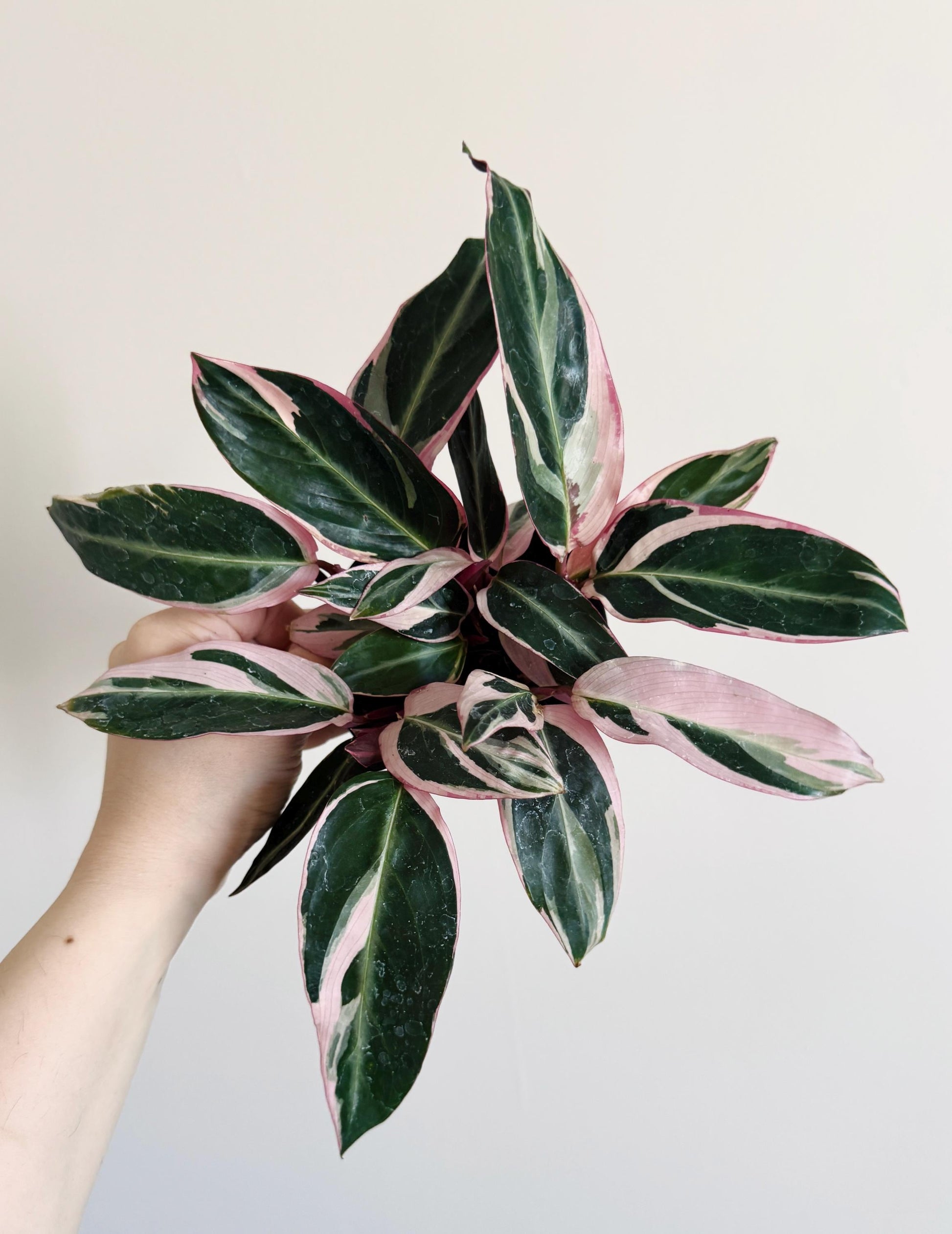 Stromanthe Triostar, Tricolor, Prayer Plant - Calathea Plant 4" pot