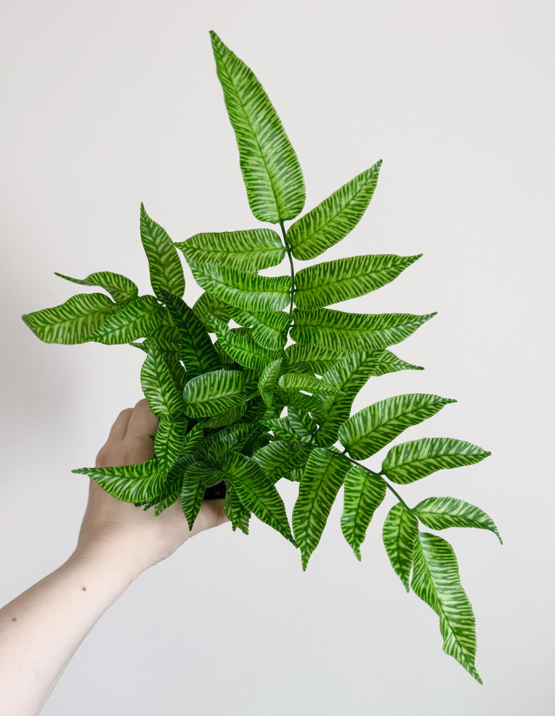 Striped Bamboo Fern Golden Zebra Plant - Live Plant - Rare Plant - 4” pot - optional decorative pot