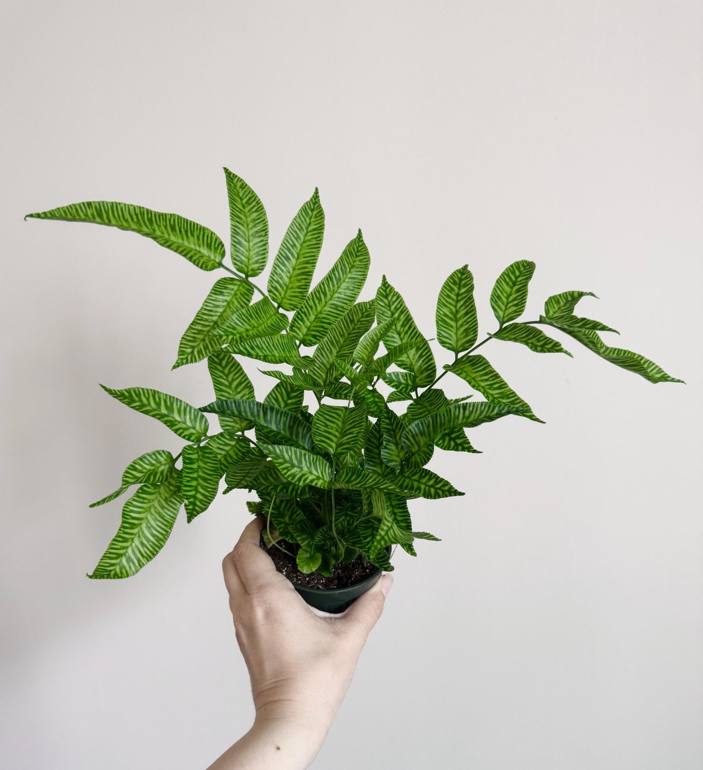 Striped Bamboo Fern Golden Zebra Plant - Live Plant - Rare Plant - 4” pot - optional decorative pot