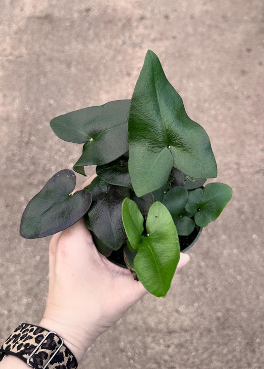 Fern Heart Plant - 4 inch Pot - Live Plant - optional decorative pot