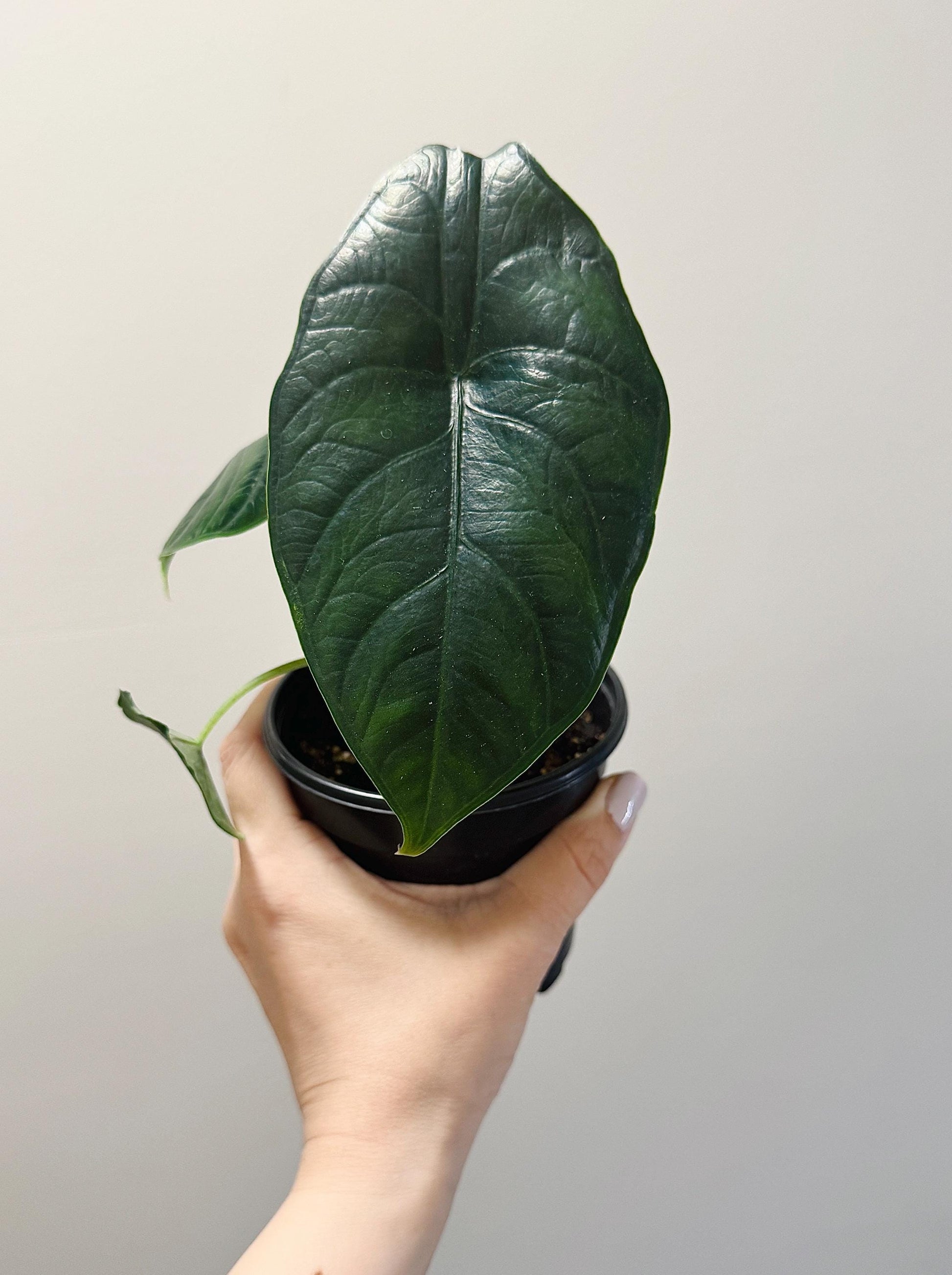 Alocasia Green Unicorn Plant- Live Plant 4" Nursery Pot