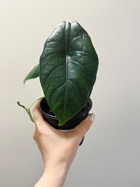 Alocasia Green Unicorn Plant- Live Plant 4" Nursery Pot