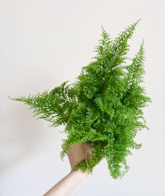 Fern Cotton Candy Plant - 4 inch Pot - Live Plant - optional decorative pot