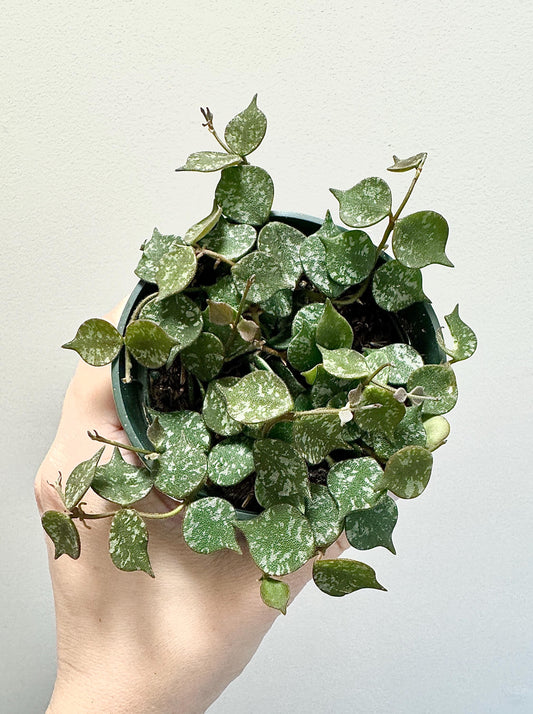 Hoya Curtisii Flowering Plant - 4 inch Pot - Live Plant - optional decorative pot
