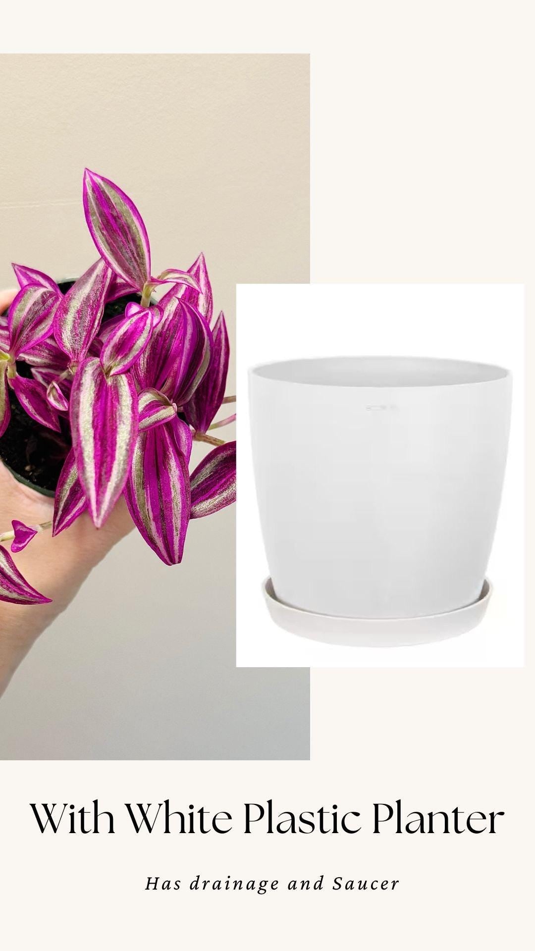 Tradescantia Pink Paradise Plant - 4” Pot - Live Plant - optional decorative pot