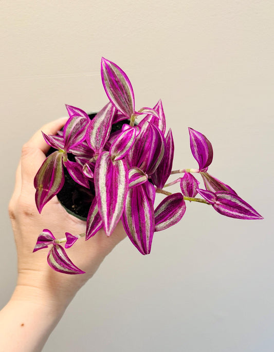 Tradescantia Pink Paradise Plant - 4” Pot - Live Plant - optional decorative pot
