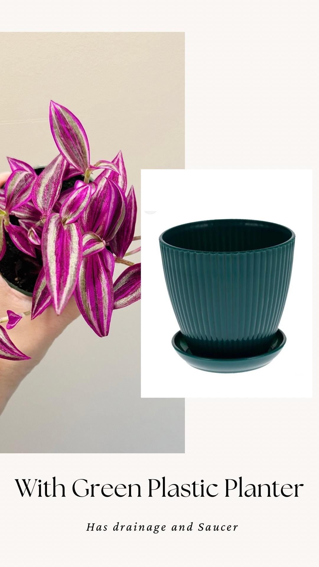 Tradescantia Pink Paradise Plant - 4” Pot - Live Plant - optional decorative pot