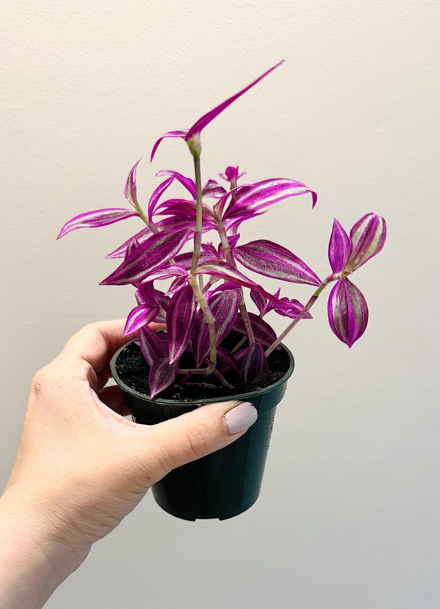 Tradescantia Pink Paradise Plant - 4” Pot - Live Plant - optional decorative pot