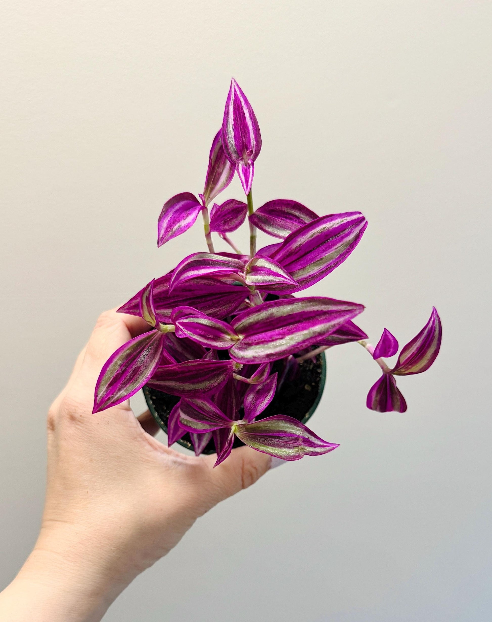 Tradescantia Pink Paradise Plant - 4” Pot - Live Plant - optional decorative pot