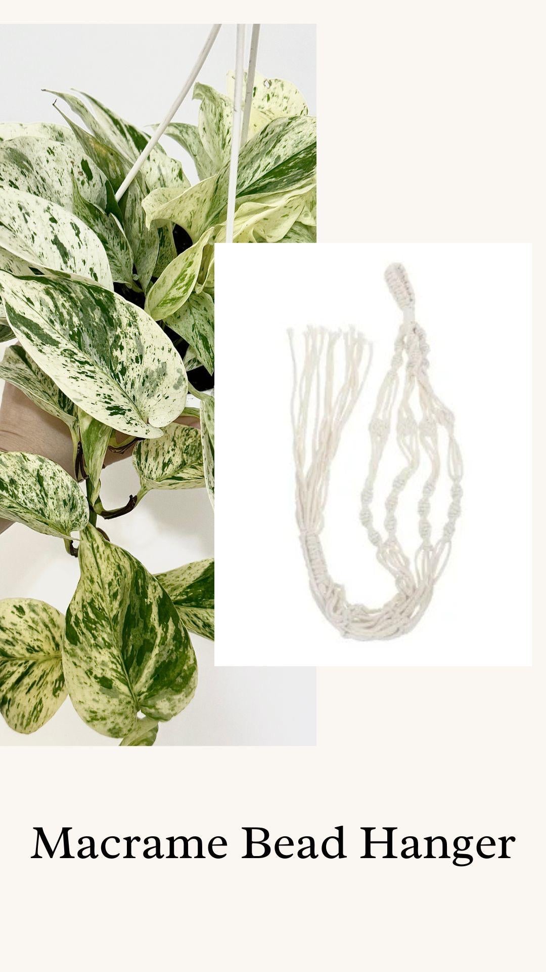 Snow Queen Pothos Plant - 4.5 Hanging Pot - Live Plant
