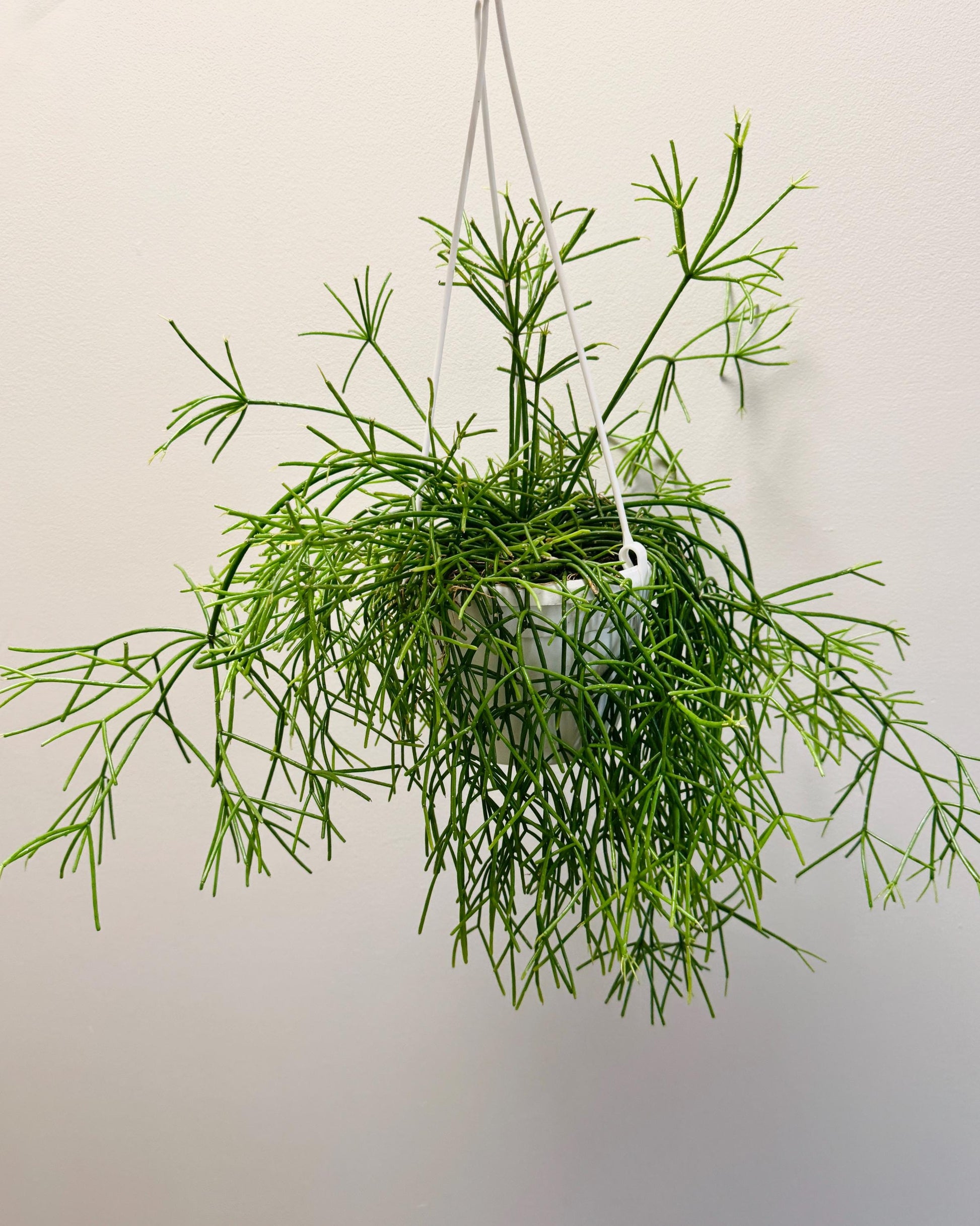 Rhipsalis Cashero Plant - 6 inch Hanging Basket - optional decorative basket
