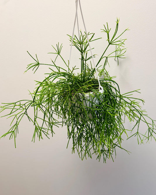Rhipsalis Cashero Plant - 6 inch Hanging Basket - optional decorative basket