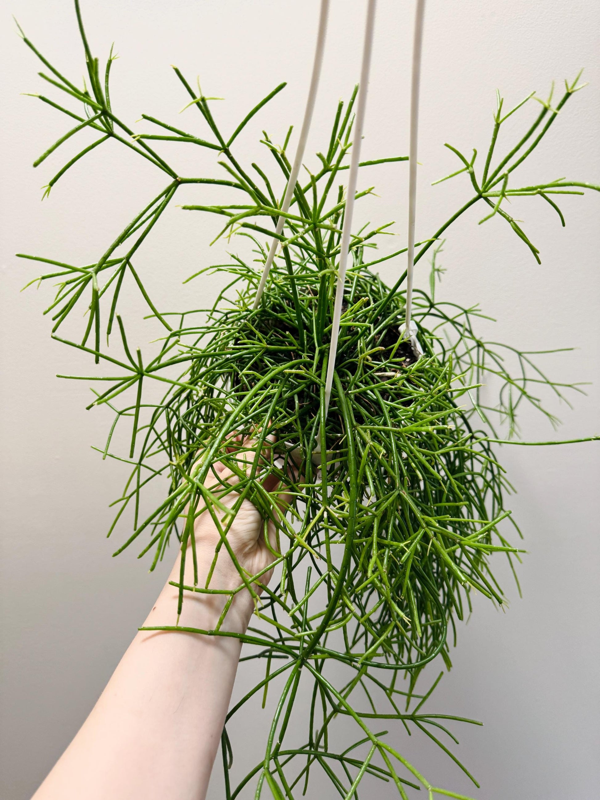 Rhipsalis Cashero Plant - 6 inch Hanging Basket - optional decorative basket