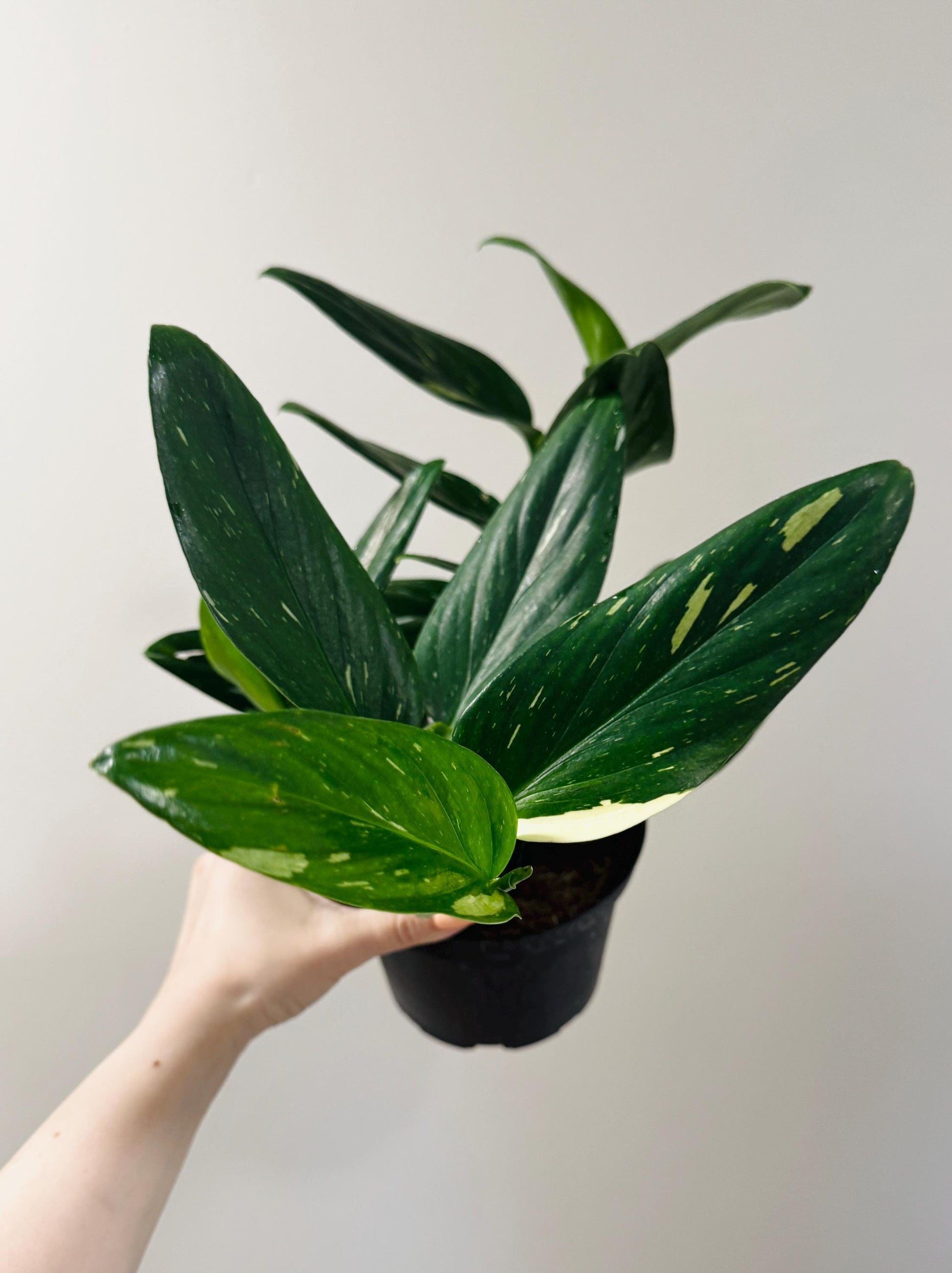 Monstera Standleyana Albo Variegated - 6 inch Pot - Live Houseplant