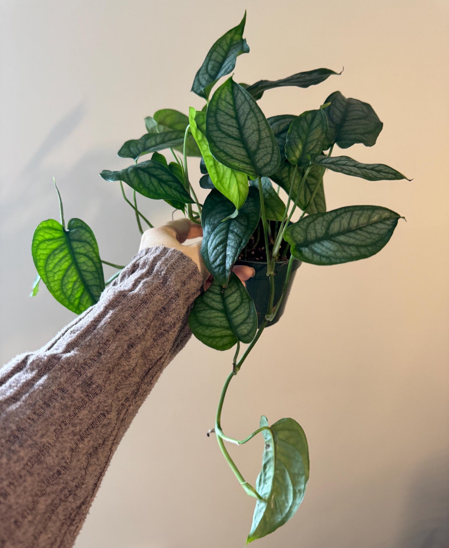 Monstera Siltepecana Plant - 4 inch Nursery Pot - Optional Decorative Pot