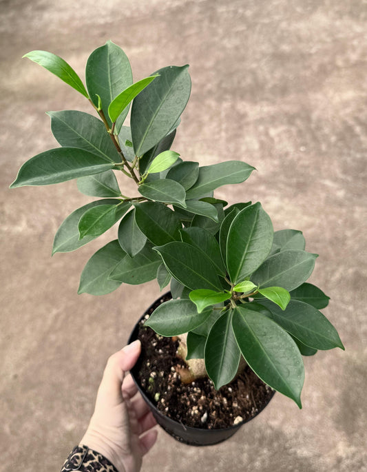 Ficus Microcarpa Ginseng Plant - 6 inch Pot - Live Houseplant