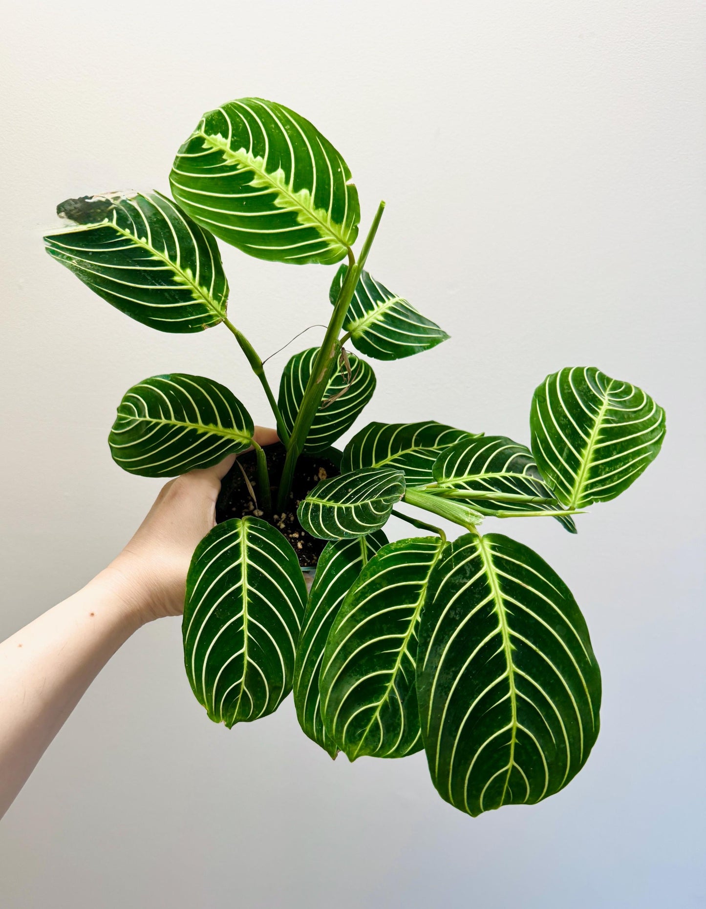 Lemon Lime Prayer Plant - Maranta - Live plant- 4 inch Pot - optional decorative pot