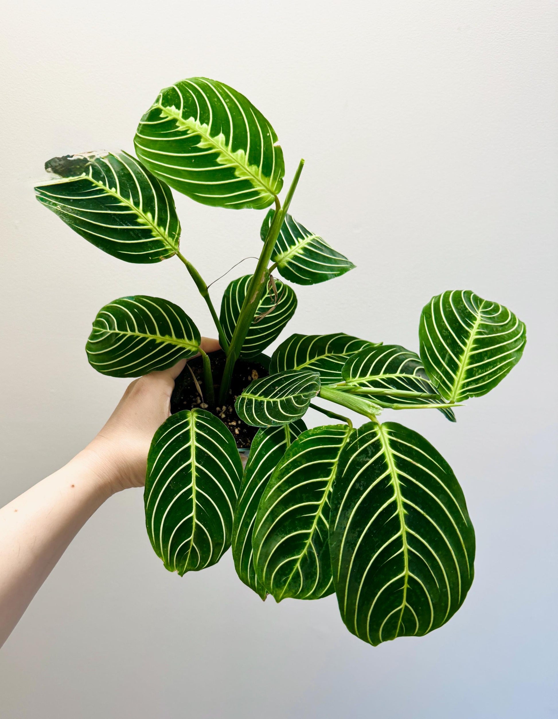 Lemon Lime Prayer Plant - Maranta - Live plant- 4 inch Pot - optional decorative pot