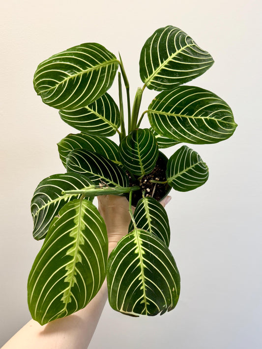 Lemon Lime Prayer Plant - Maranta - Live plant- 4 inch Pot - optional decorative pot