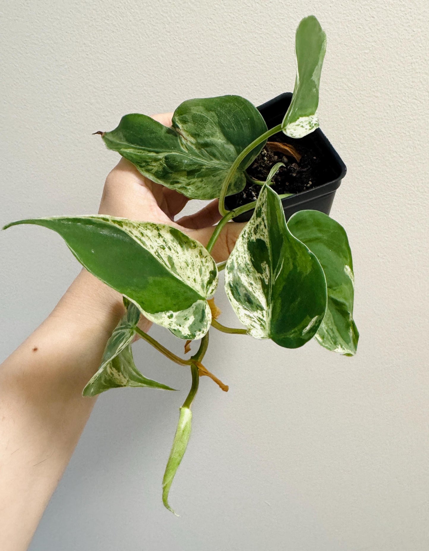 Philodendron Heartleaf Variegated Plant Hederaceum | RARE Plant - 3 inch Pot - Live Plant - optional decorative pot