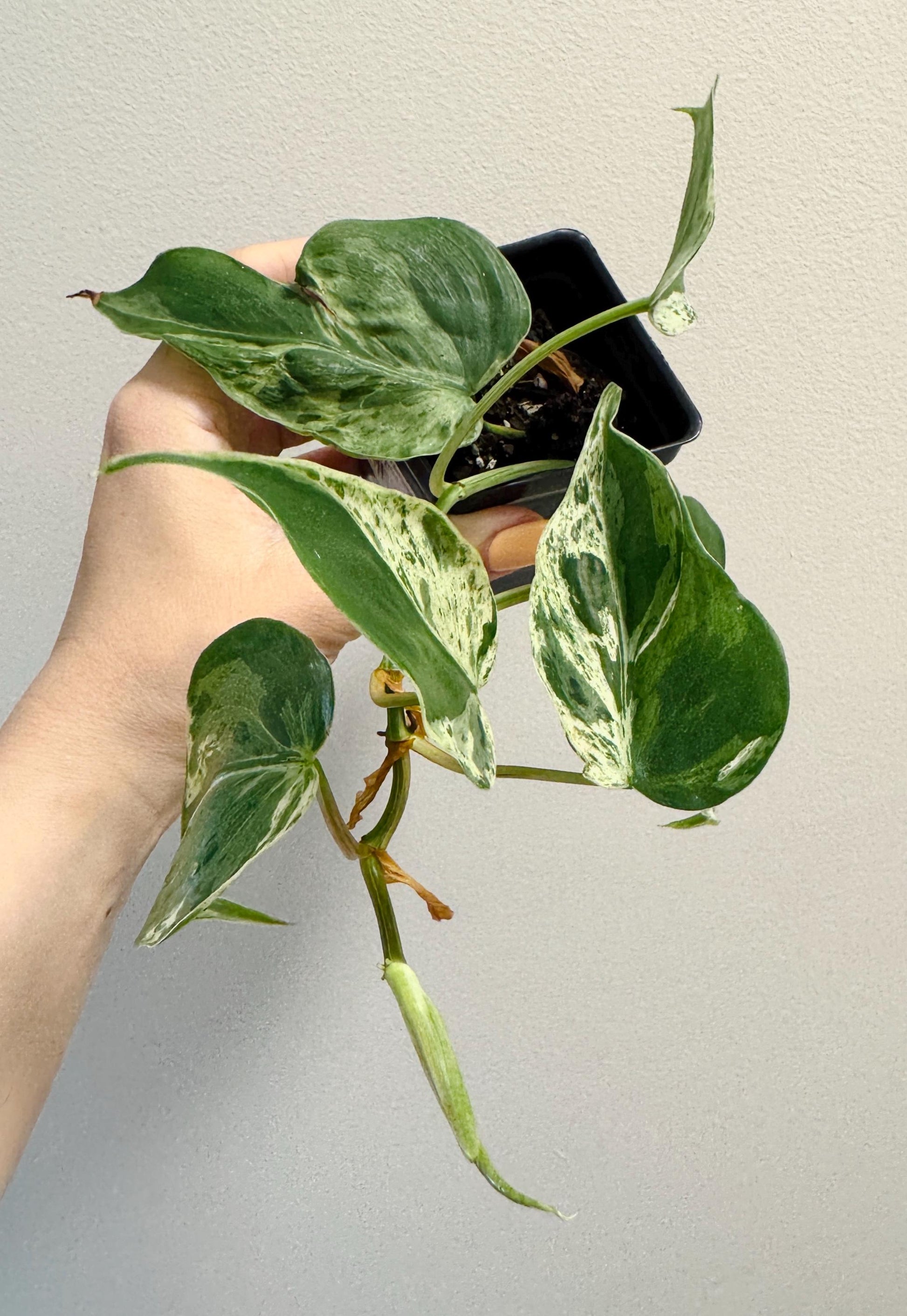 Philodendron Heartleaf Variegated Plant Hederaceum | RARE Plant - 3 inch Pot - Live Plant - optional decorative pot