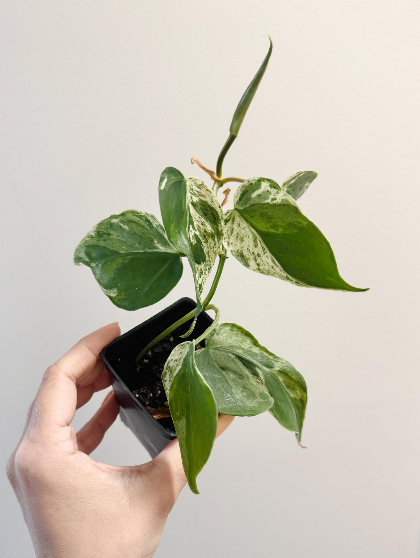 Philodendron Heartleaf Variegated Plant Hederaceum | RARE Plant - 3 inch Pot - Live Plant - optional decorative pot