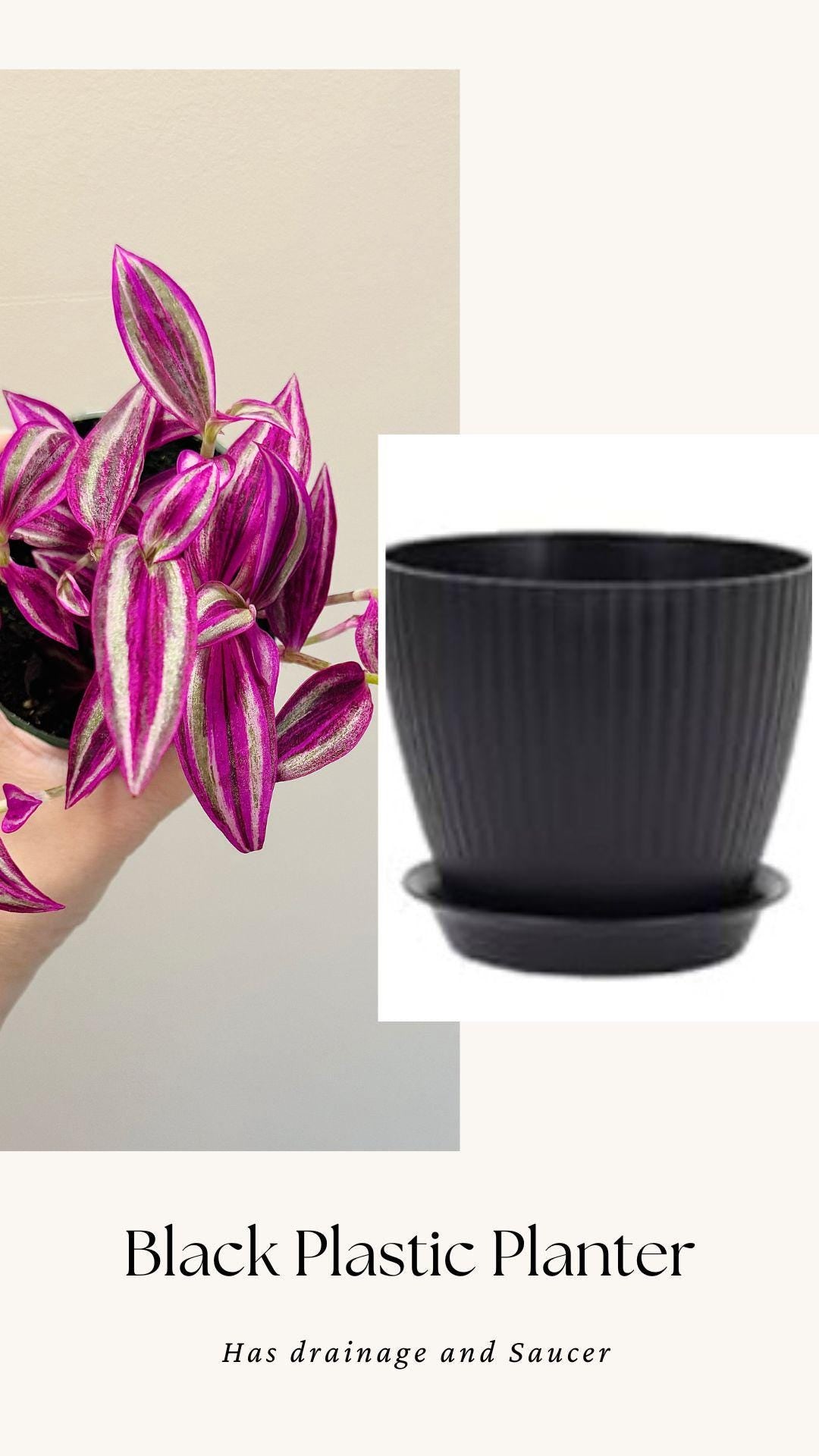 Tradescantia Pink Paradise Plant - 4” Pot - Live Plant - optional decorative pot