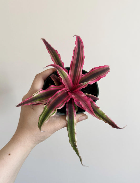 Cryptanthus Pink Earth Star Bromeliad Plant - 4 inch Pot - optional decorative pot