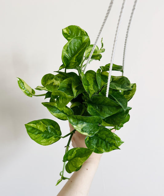 Lizard Queen Pothos Plant - Epipremnum Aureum - 4.5 Hanging Pot