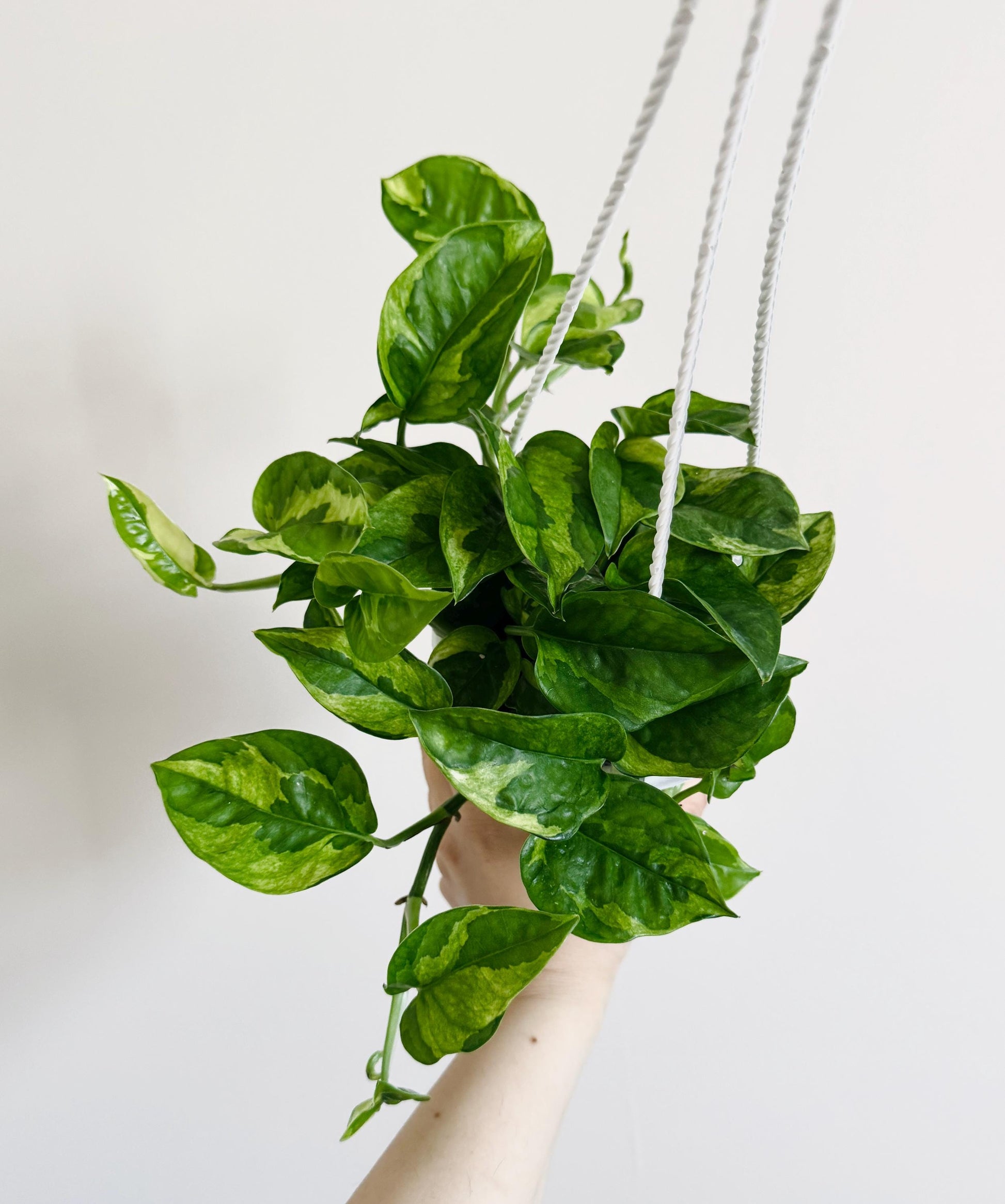 Lizard Queen Pothos Plant - Epipremnum Aureum - 4.5 Hanging Pot