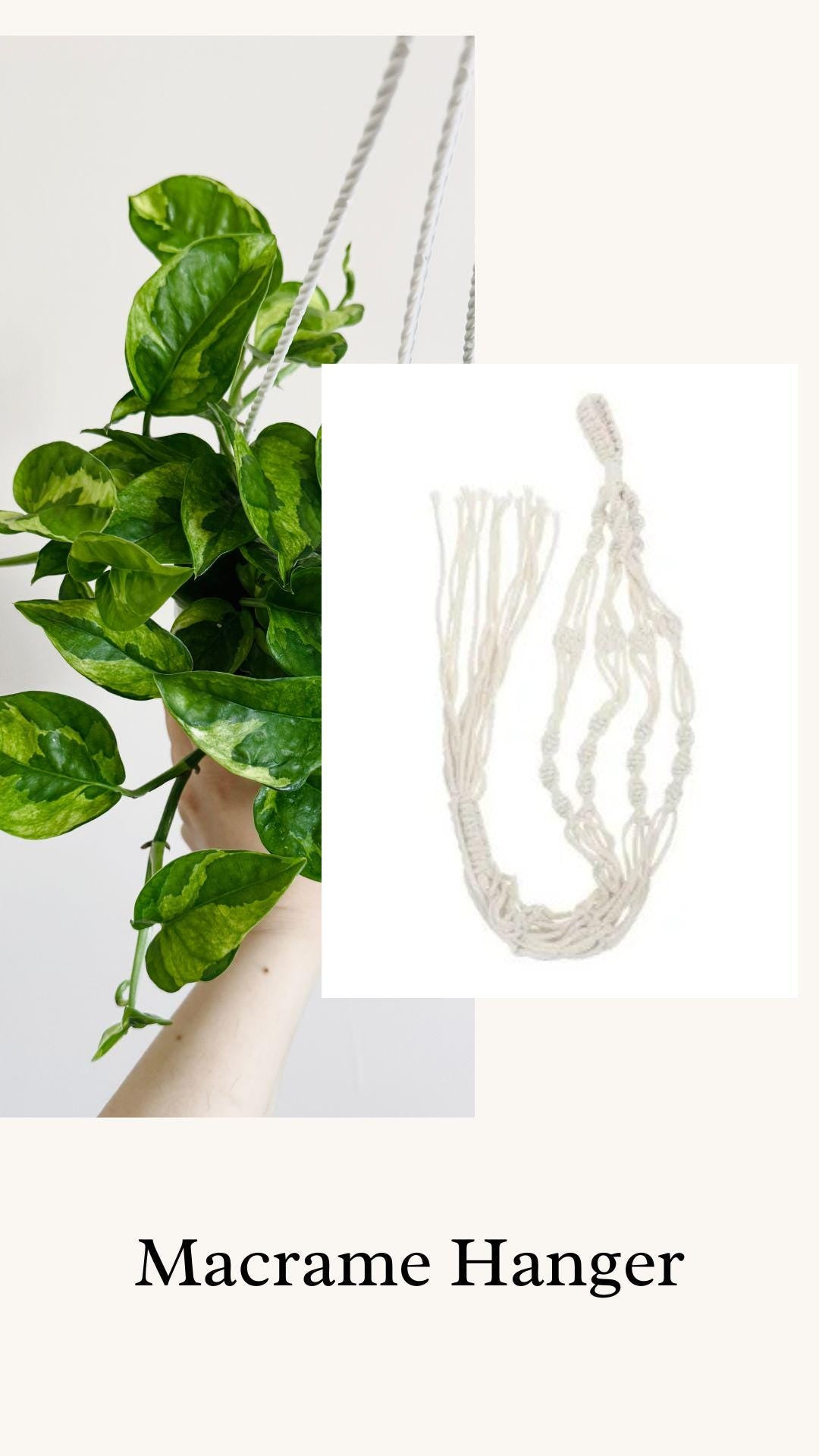 Lizard Queen Pothos Plant - Epipremnum Aureum - 4.5 Hanging Pot