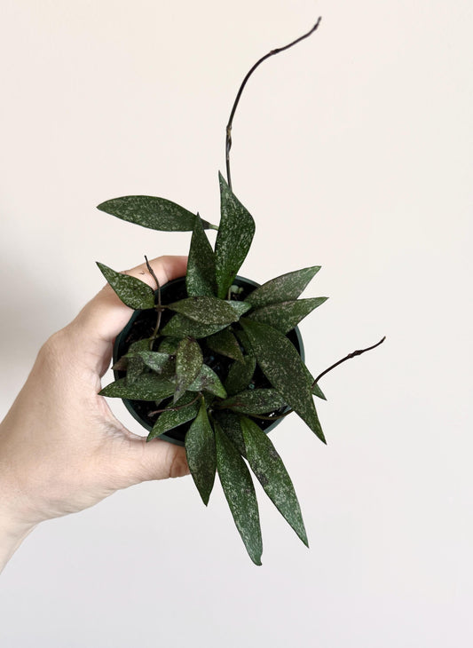 Hoya Parviflora Flowering Wax Plant - 4 inch Pot - Live Plant - optional decorative pot