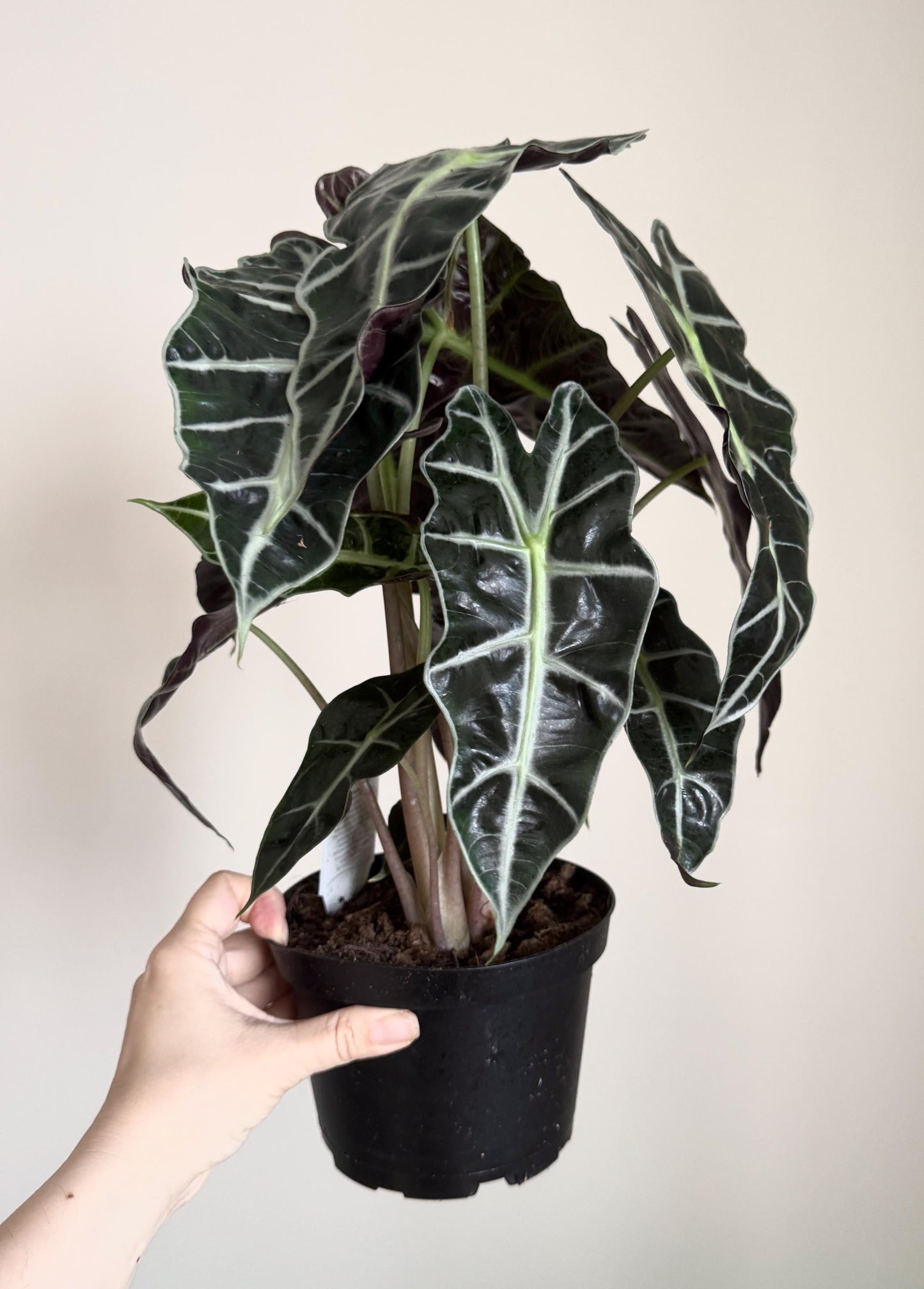 Alocasia Polly Plant - 6 inch Pot - optional deocrative pot