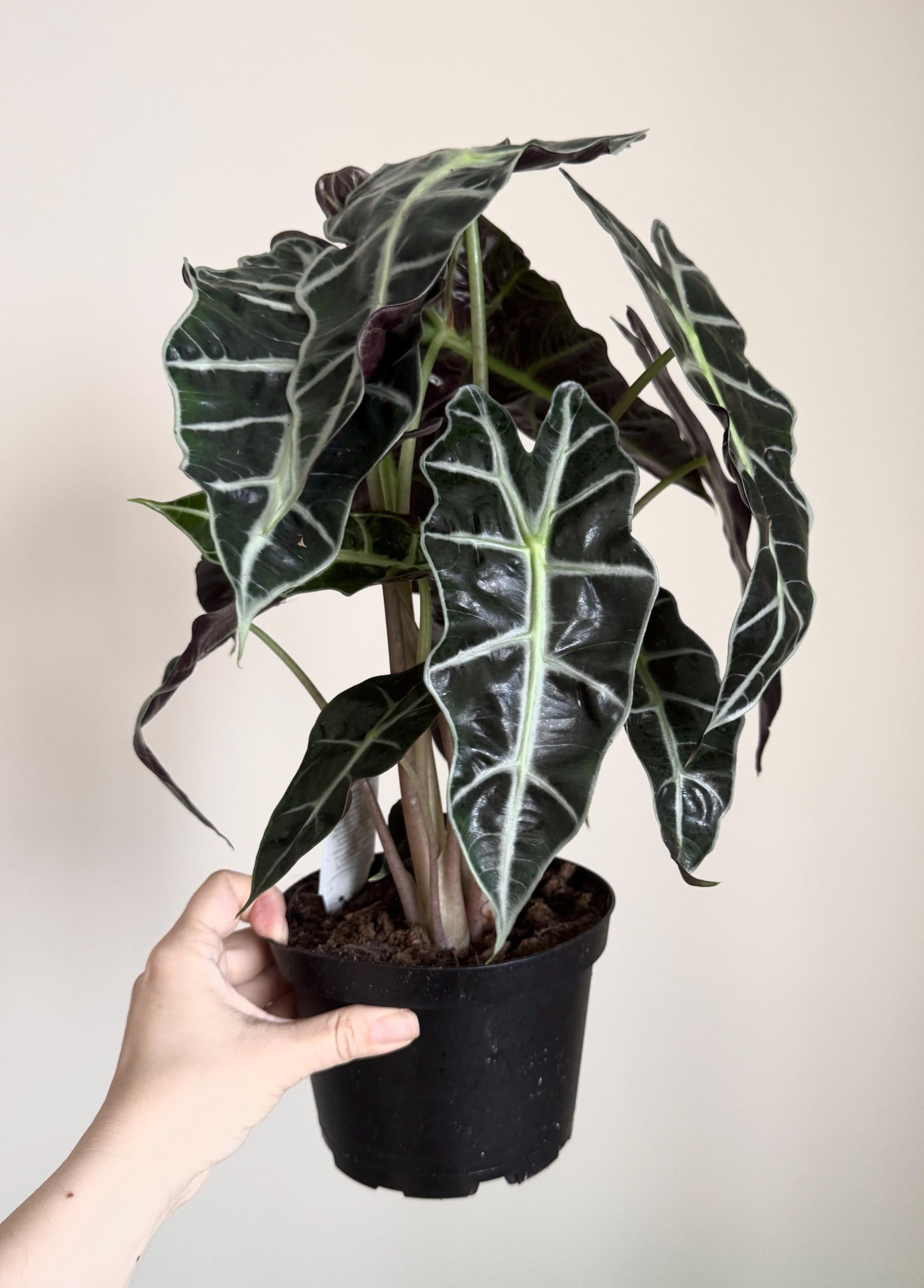 Alocasia Polly Plant - 6 inch Pot - optional deocrative pot
