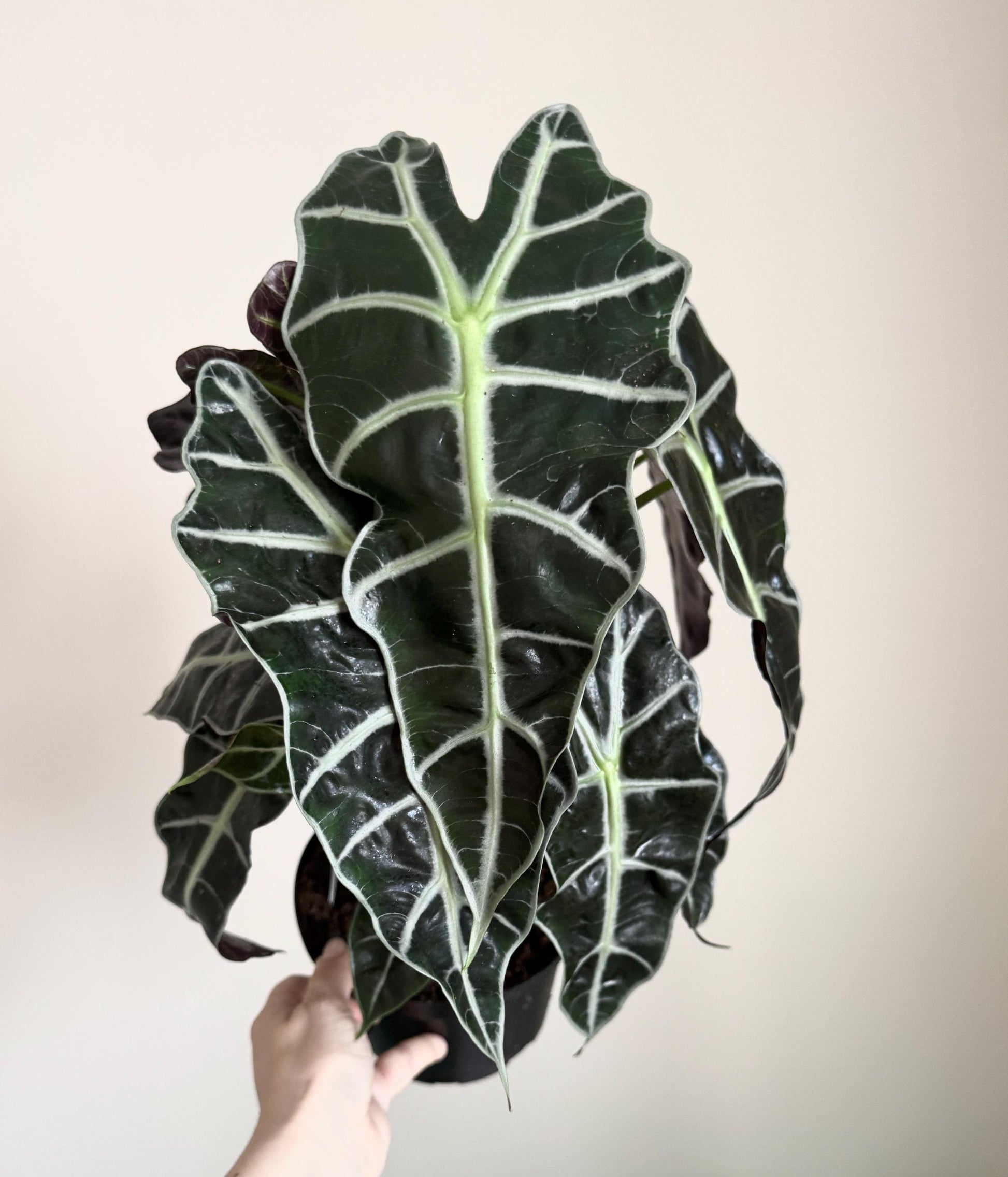Alocasia Polly Plant - 6 inch Pot - optional deocrative pot