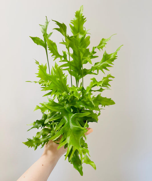 Fern Hawaiian Sunshine Plant - 4 inch Pot - Live Plant - optional decorative pot