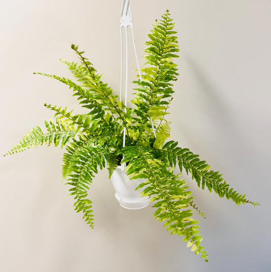 Fern Tiger - 4.5" Hanging Pot - Live Plant - optional decorative basket