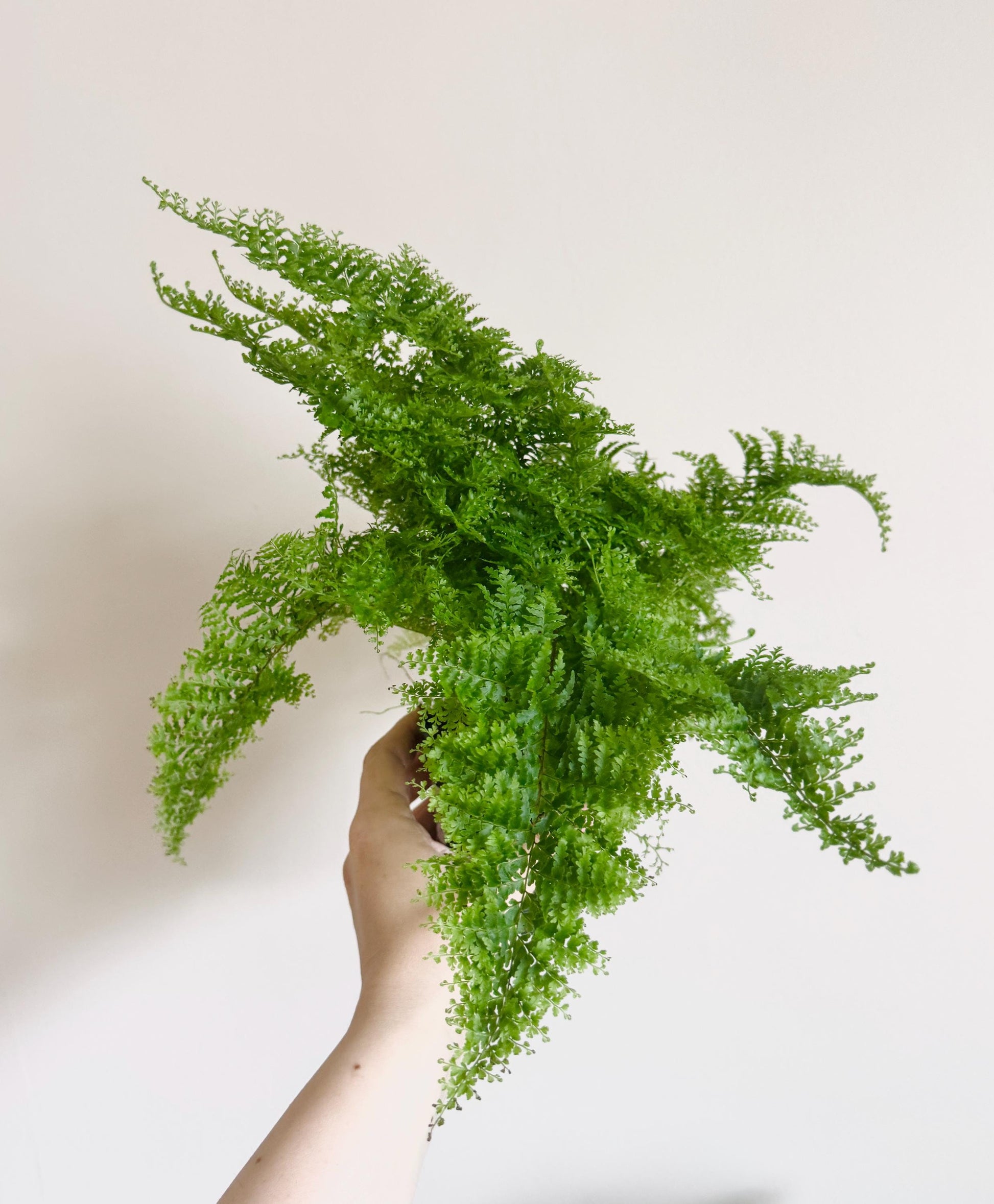 Fern Cotton Candy Plant - 4 inch Pot - Live Plant - optional decorative pot