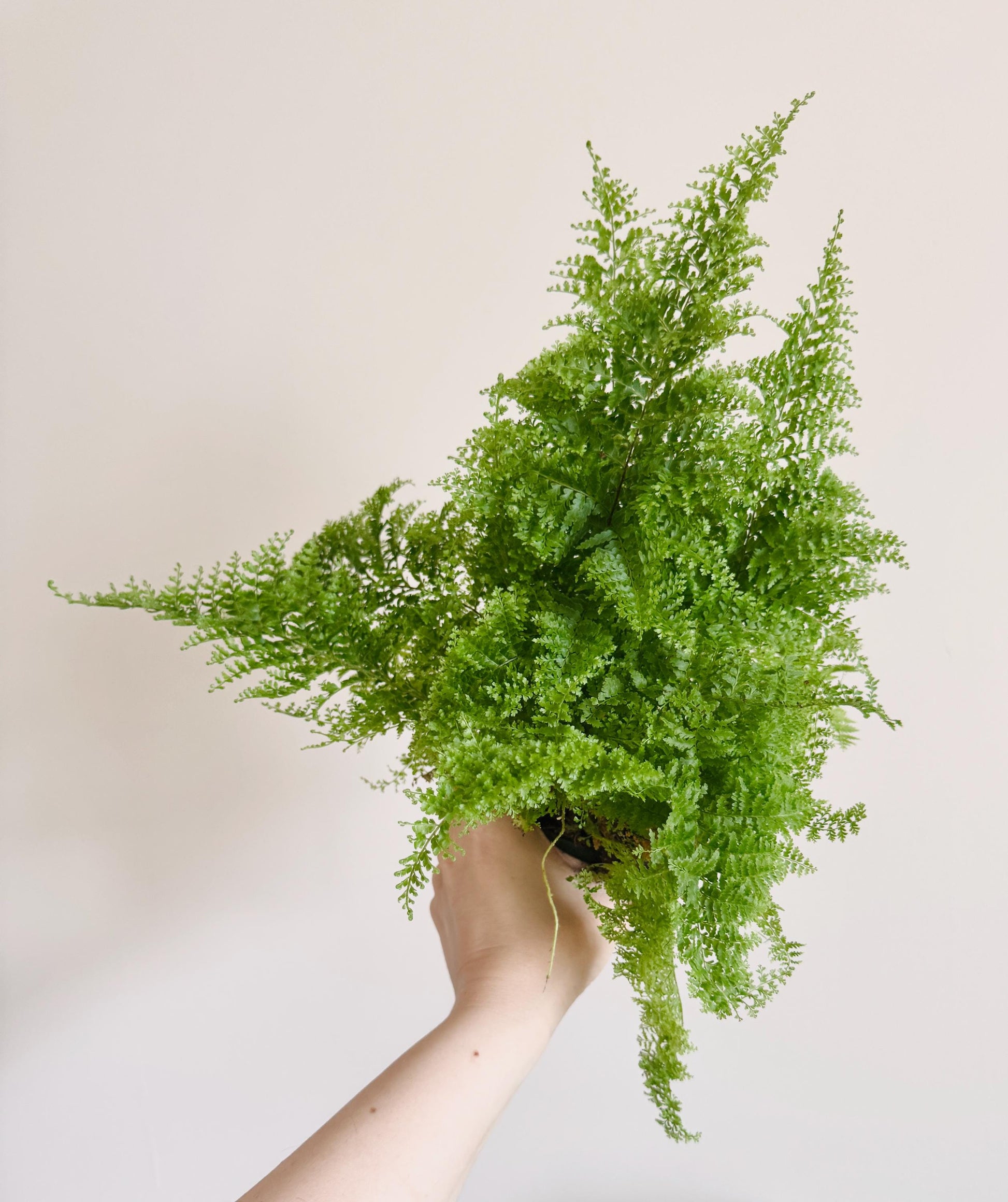 Fern Cotton Candy Plant - 4 inch Pot - Live Plant - optional decorative pot
